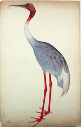 Sarus Crane, painted for Lady Impey at Calcutta, c.1780